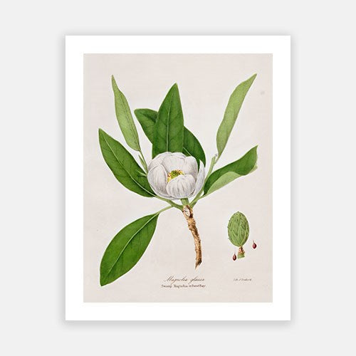 Vintage Botanical - Magnolia Discount